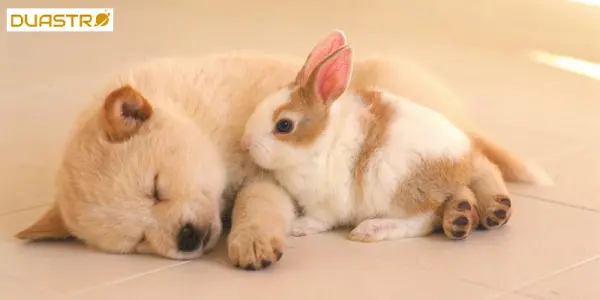 Animal Signs and Love Compatibility